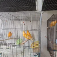 قناری نر وماده