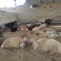 جایگاه مرکزی فروش گوسفند زنده زیر نظر شهرداری|حیوانات مزرعه|مشهد, نوید|دیوار