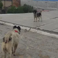 واگذاری سگ قدریجانی