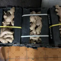 زنجبیل تازه چینی و هندی