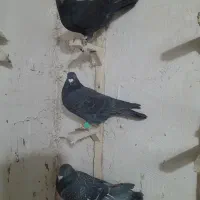 سه تاکبوتر|پرنده|شیروان (خراسان), |دیوار