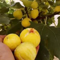 تولید انواع نهال تضمینی