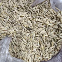 گندم و جو بذری|خدمات باغبانی و درختکاری|خزل, |دیوار