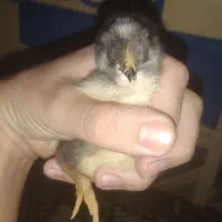 جوجه گلین با کیفیت فوق العاده