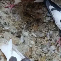 کفتر عروس هلندی پرنده قناری طوطی غیر|پرنده|پاکدشت, پاکدشت (مامازند)|دیوار