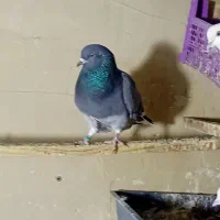 کبوتر پرشی|پرنده|شهر ری, سیزده آبان|دیوار