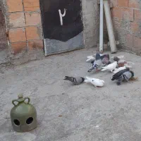 کبوتر پرشی|پرنده|رستمکلا, |دیوار