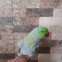 طوطی ملنگو|پرنده|یاسوج, |دیوار