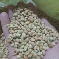 لوبیا پلویی|خوردنی و آشامیدنی|بدره, |دیوار