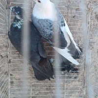 جفت کبوتر معاوضه