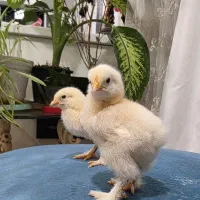 جوجه برهما لایت اصل ( امپراتور غول پیکر)|حیوانات مزرعه|کاشان, مدرس|دیوار