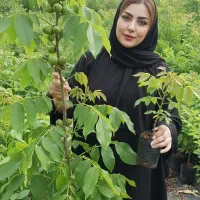 فروش وپیش فروش نهال های بهاری مثمر