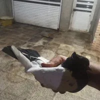 جفت سینه ای|پرنده|چمران, |دیوار