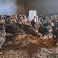 بوقلمون یکماهه