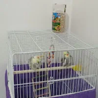 عروس هلندی|پرنده|ساری, |دیوار