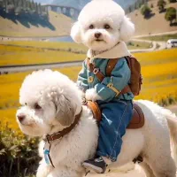 واگذاری سگ  توله پودل خوشگل جیبی فنجونی|سگ|کرمان, |دیوار