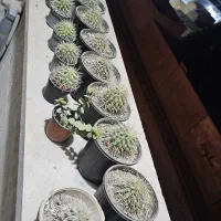 گل کاکتور اچینو