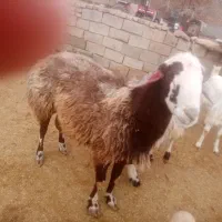 قوچ اصیل نژاد دار