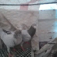 کفتر هفت رنگ