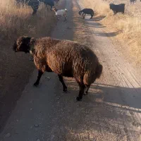 گوچ همو نام بروان