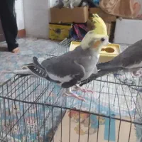 عروس هلندی نر ماده سخنگو