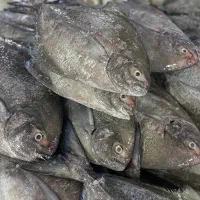خرید نقدی  ماهی