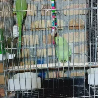 فروشی|پرنده|اشنویه, |دیوار