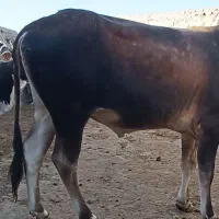 گاو نر گوشتی