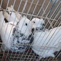 طوقی|پرنده|دهدشت, |دیوار