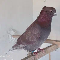 کبوتر روزگاری