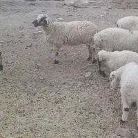 گوسفند|حیوانات مزرعه|خاش, |دیوار