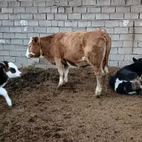 گاو‌ سیمنتال