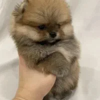 توله پامرانین