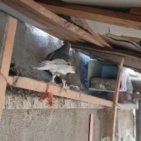 ماده دم سفید ۱۶پر دم