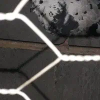 کبوتر نقطه ای|پرنده|مهر, |دیوار