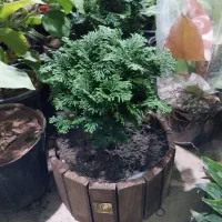 گل شفلر ۱۰۰|گل و گیاه طبیعی|سبزوار, باهنر|دیوار