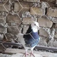 کبوتر‌طوقی|پرنده|یزد, |دیوار
