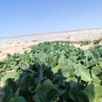 بذر سبزیجات بذر تره بذر یونجه بذر شوید بذر باقالا