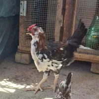 خروس گیلین جوان
