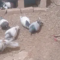 کبوتر|پرنده|تربت‌حیدریه, بالا ولایت|دیوار