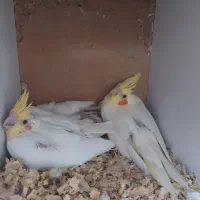 3عدد جوجه عروس لوتینو سرلاکی