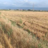 فروش زمین کشاورزی باسندتکبرگ مناسب برای مرغداری
