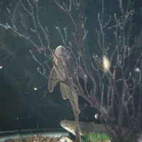 گربه ماهی|ماهی|مشهد, امیریه|دیوار