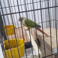 طوطی گیرینچک|پرنده|تهران, وحیدیه|دیوار