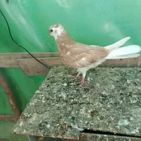 کبوتر پرشی خوش رنگ|پرنده|آستانه اشرفیه, |دیوار