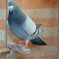 دو تا کفتر