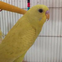 یک جفت مرغ عشق جوان لیمویی گیریدaبفروش میرسد