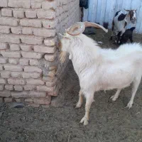 نر بز اصل سانن|حیوانات مزرعه|نیمبلوک, |دیوار