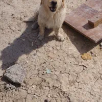 سگ پا کوتاه