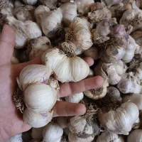 سیر درشت تازه تفرش|خوردنی و آشامیدنی|قم, انصار‌الحسین|دیوار